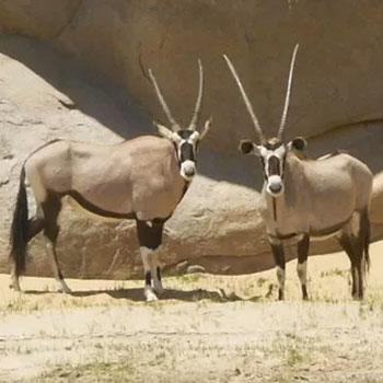 Namíbia Safari 2020 ScSNamíbia Safári 2020 ScS 1